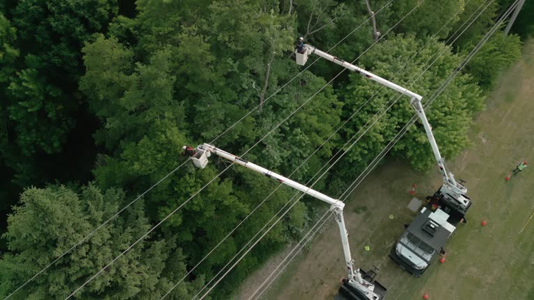 Trusted Boscobel, WI Tree Services Experts